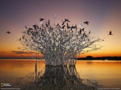 Tapeta National Geographic 396.jpg